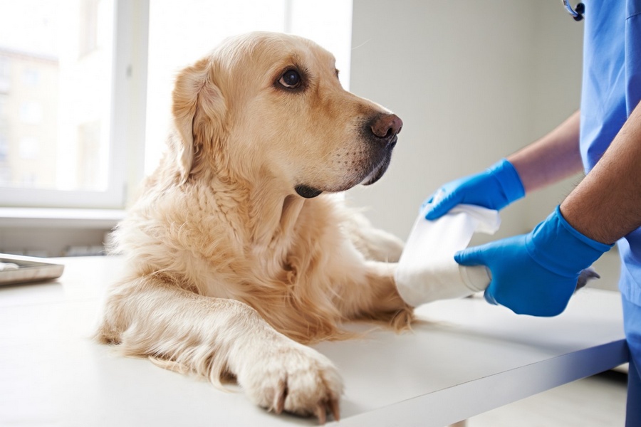 How to Prevent and Treat Fleas and Ticks on Your Pet?